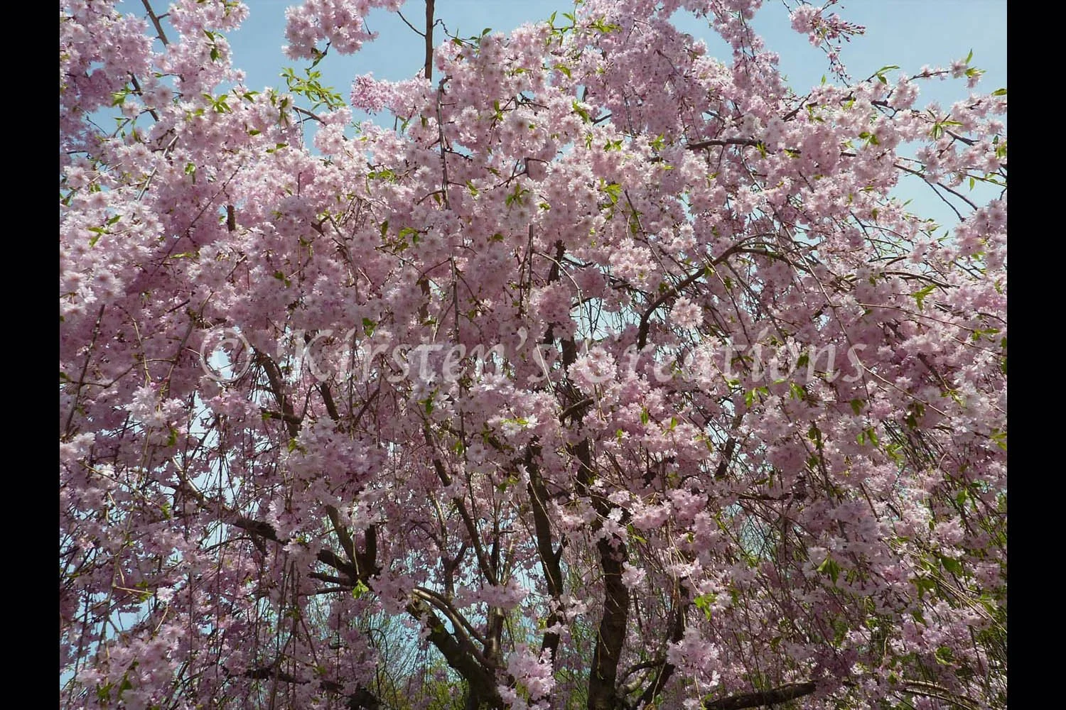 cherry-blossoms-treetop-2x3.jpg