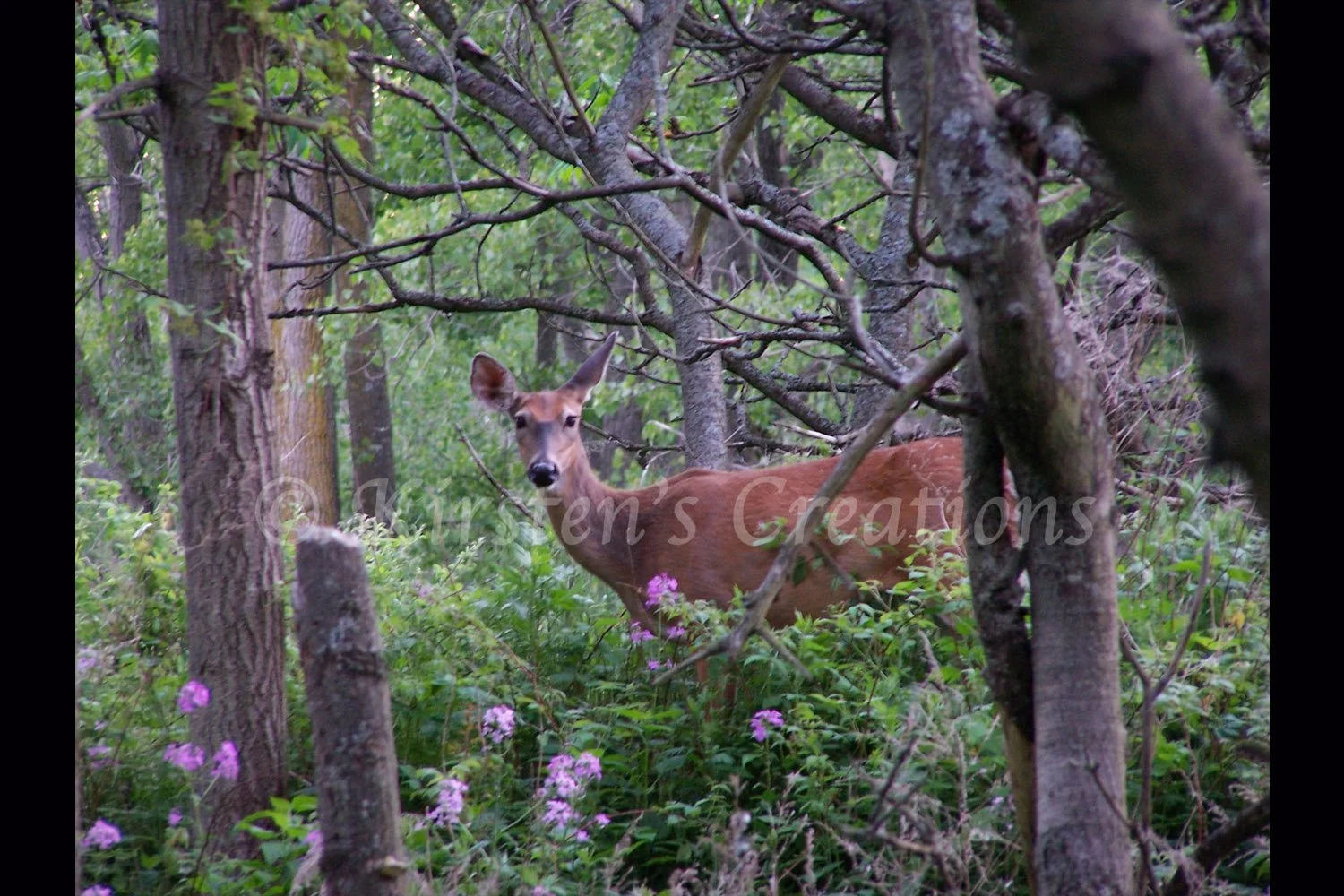 Deer in the Woods