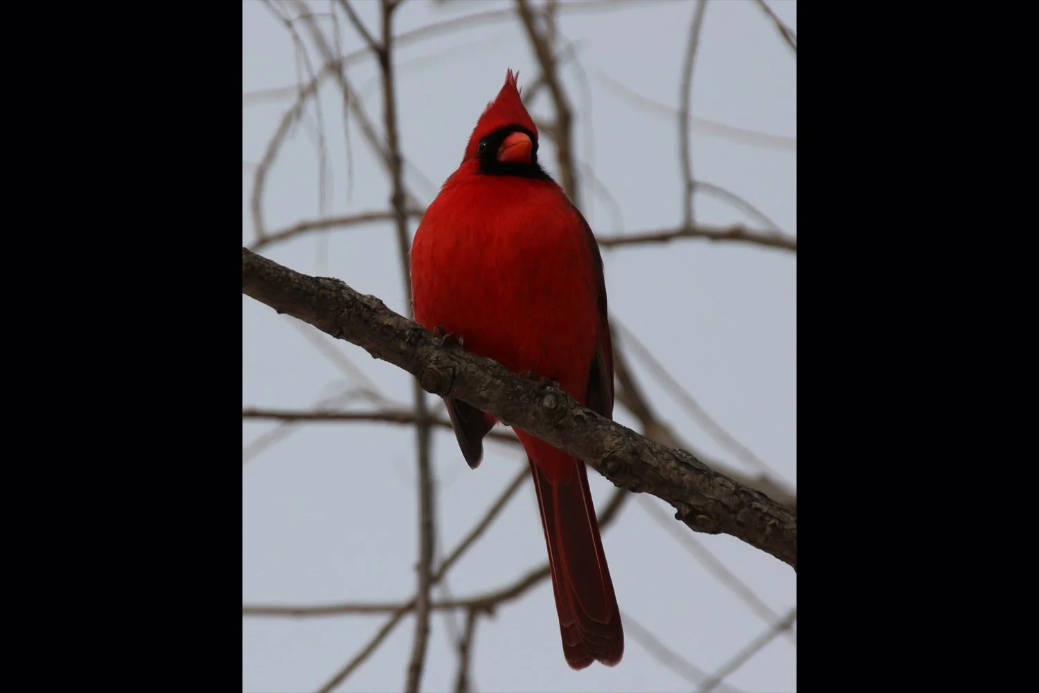 cardinal-winter-sky-2x3.jpg