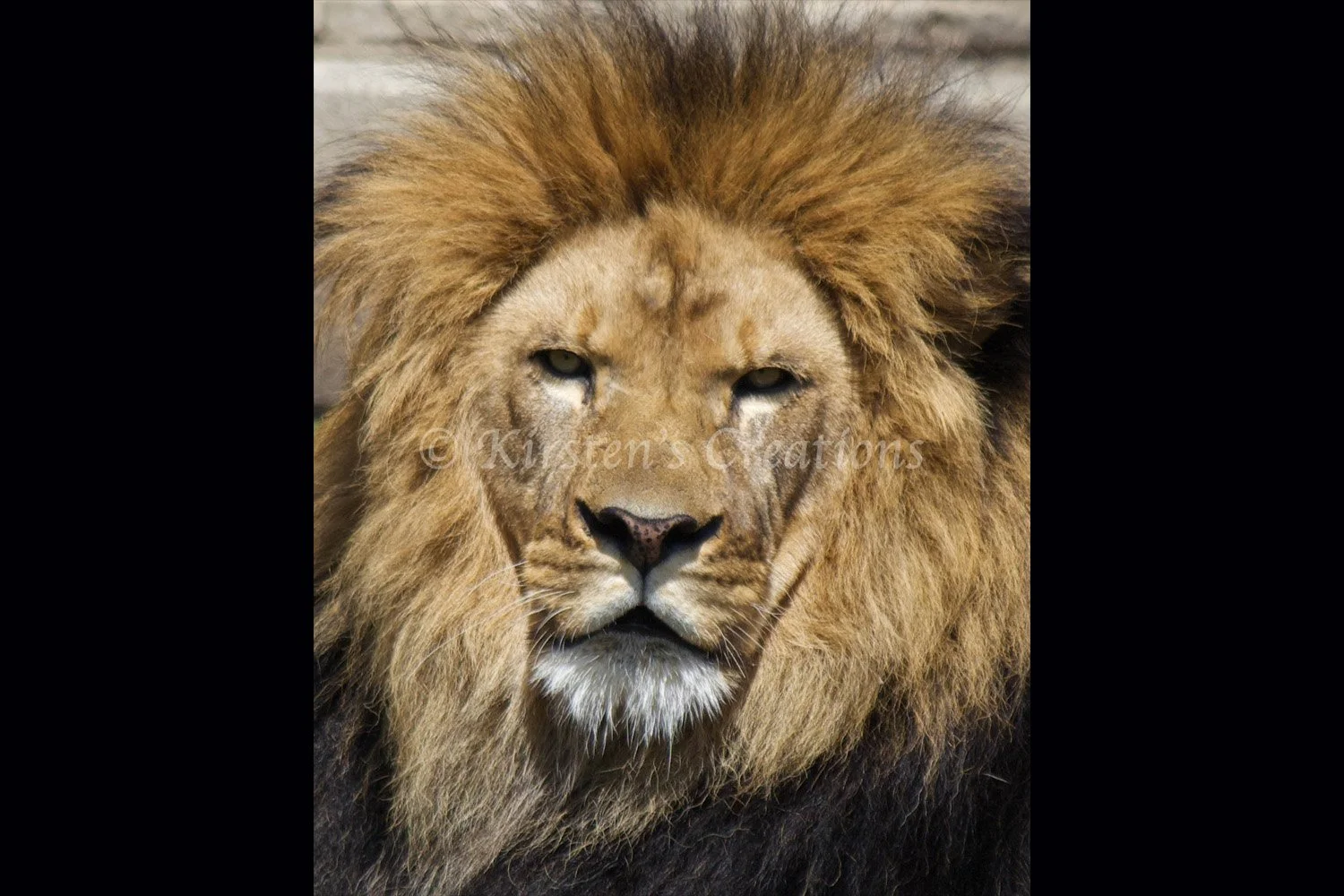 lion-2x3.jpg
