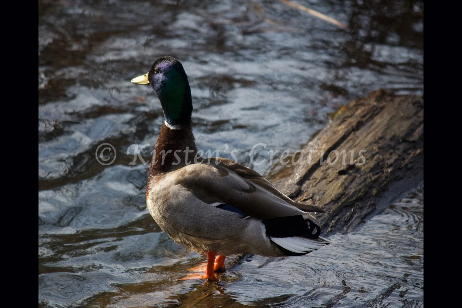 mallard-on-log-2x3.jpg