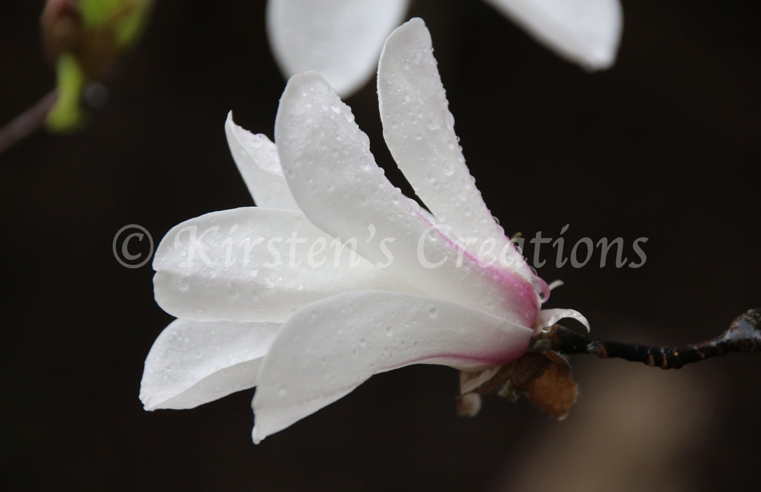 raindrops-and-magnolia.jpg