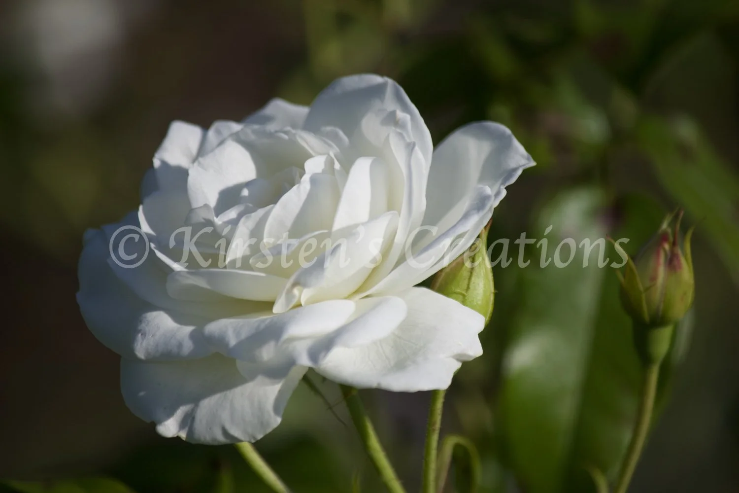 hybrid-tea-rose-white-side.jpg