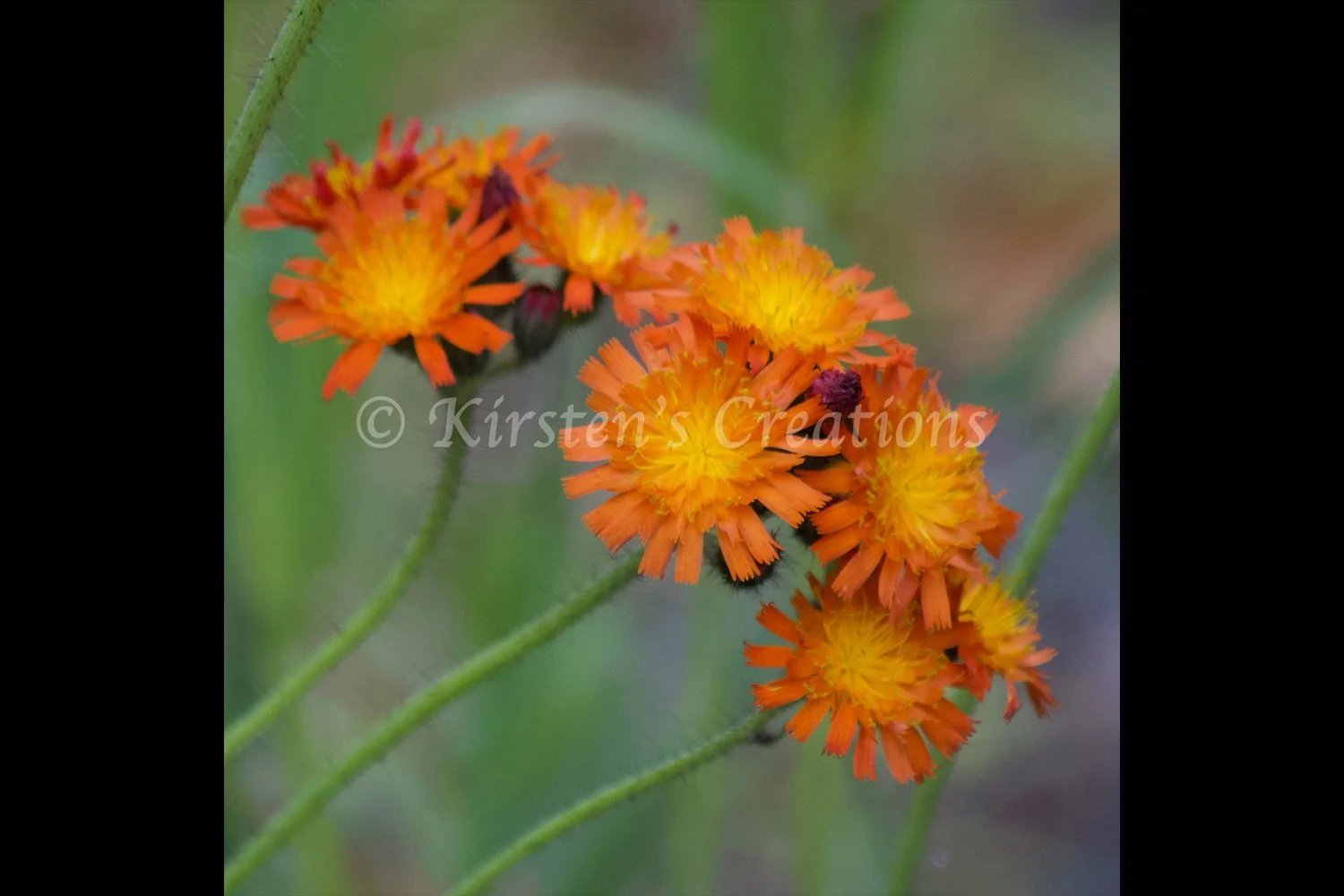 orange-hawkweed-sideways-2x3.jpg