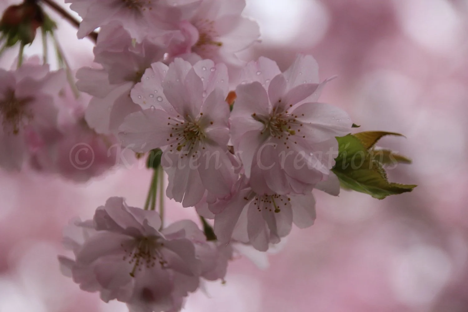 Cotton Candy Cherry Blossoms