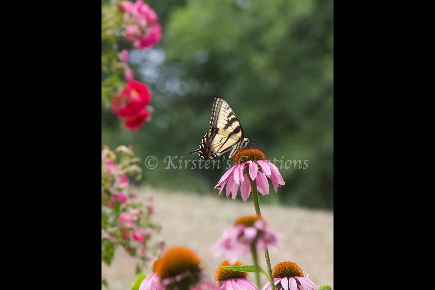 eastern-tiger-swallowtail-2x3.jpg