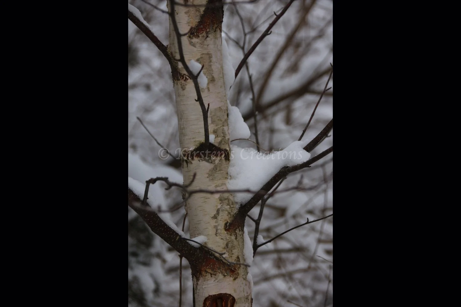 birch-beauty-2x3.jpg