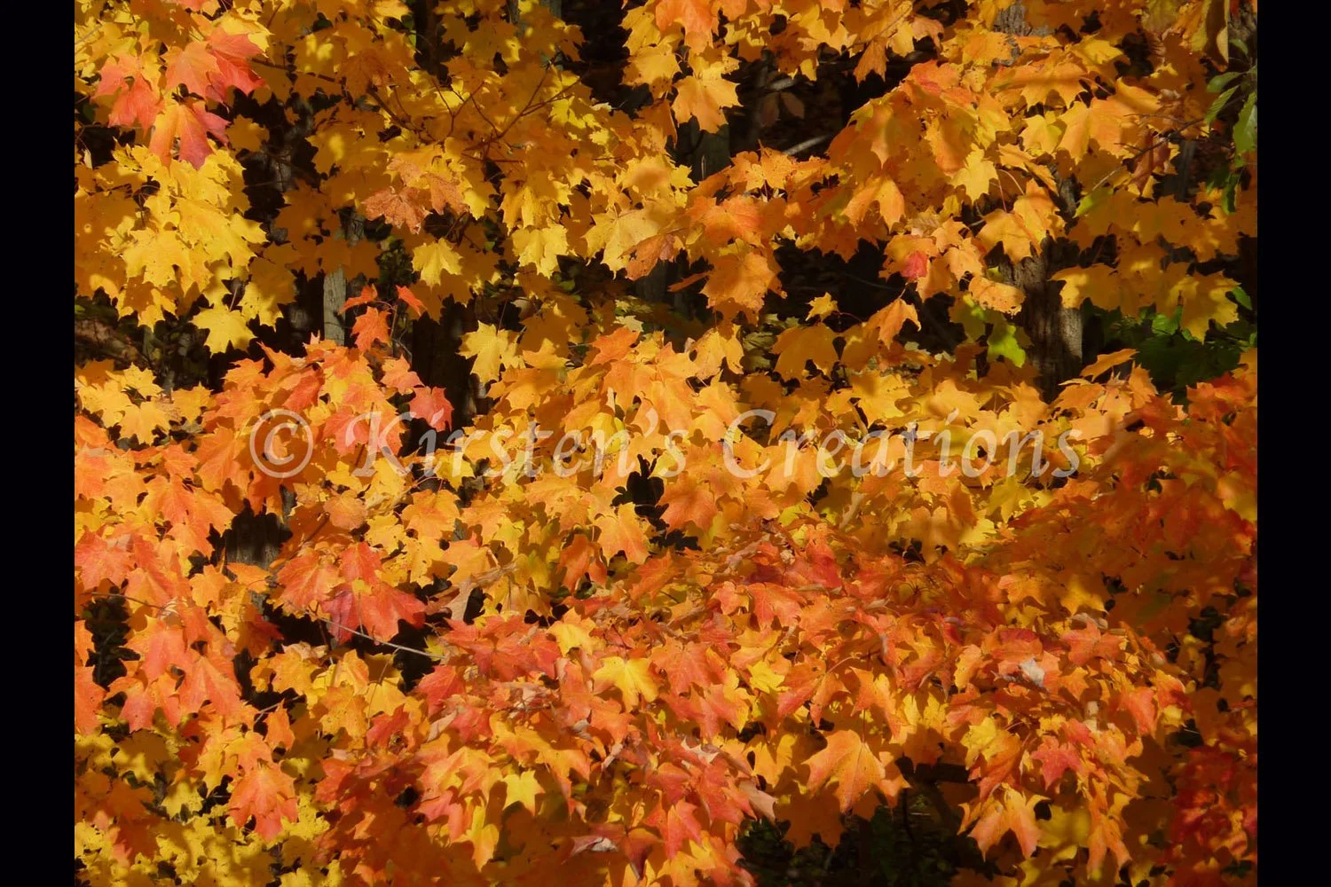 colorful-leaves-2x3.jpg