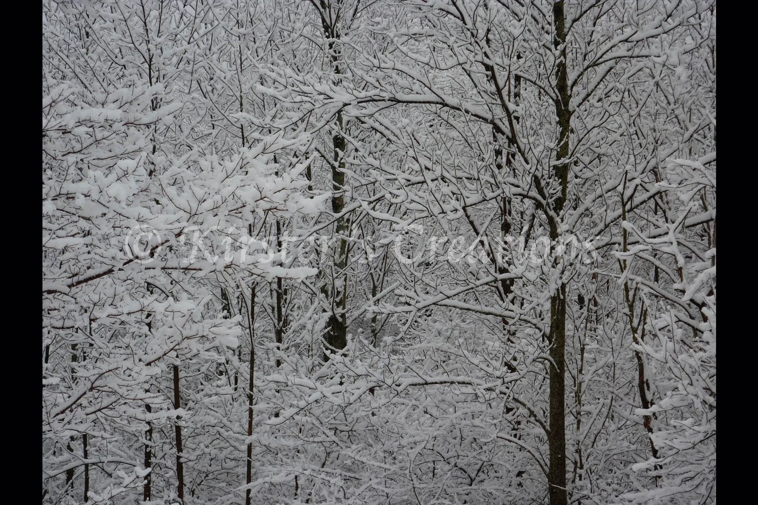 looking-into-the-winter-trees-2x3.jpg