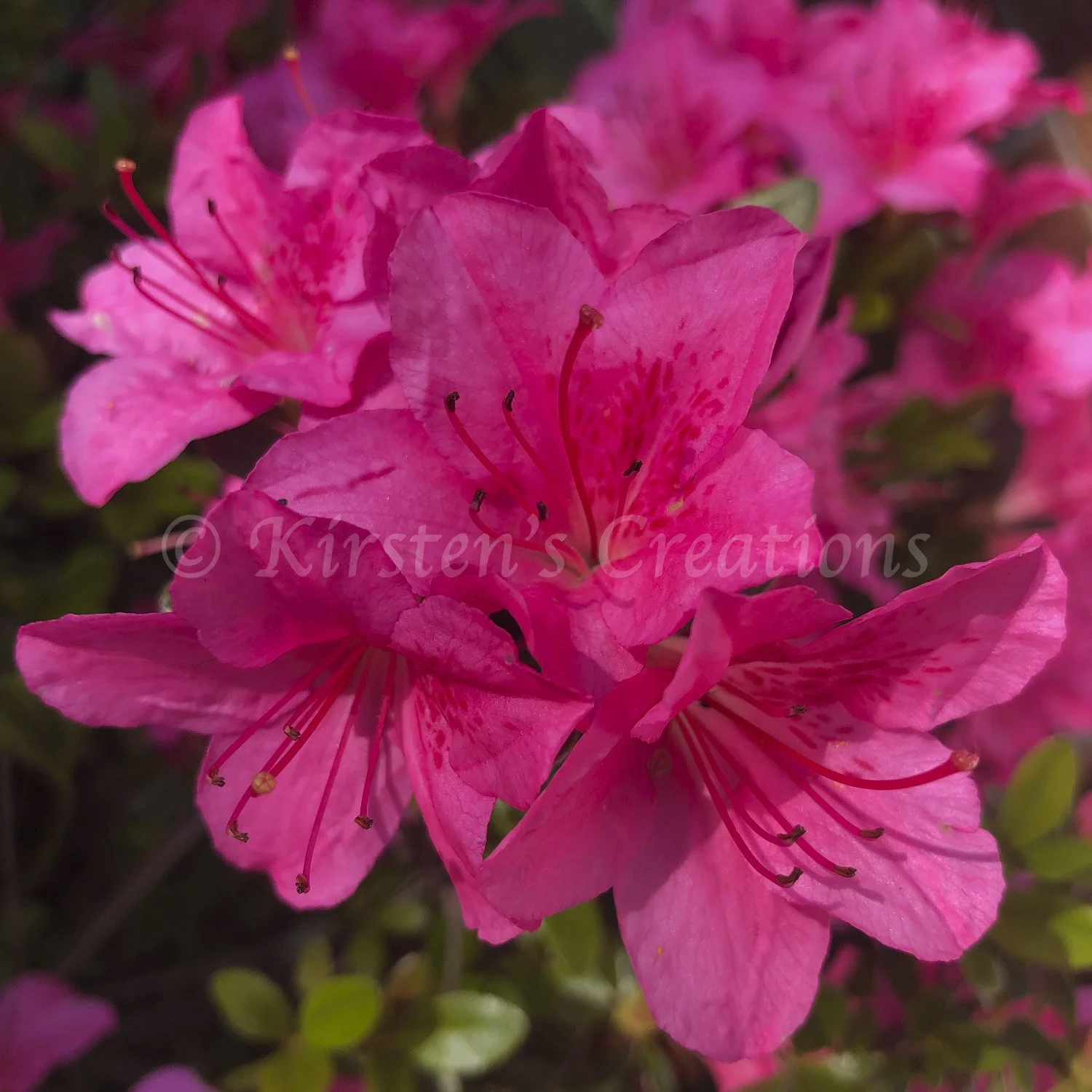 pink-azalea-square.jpg