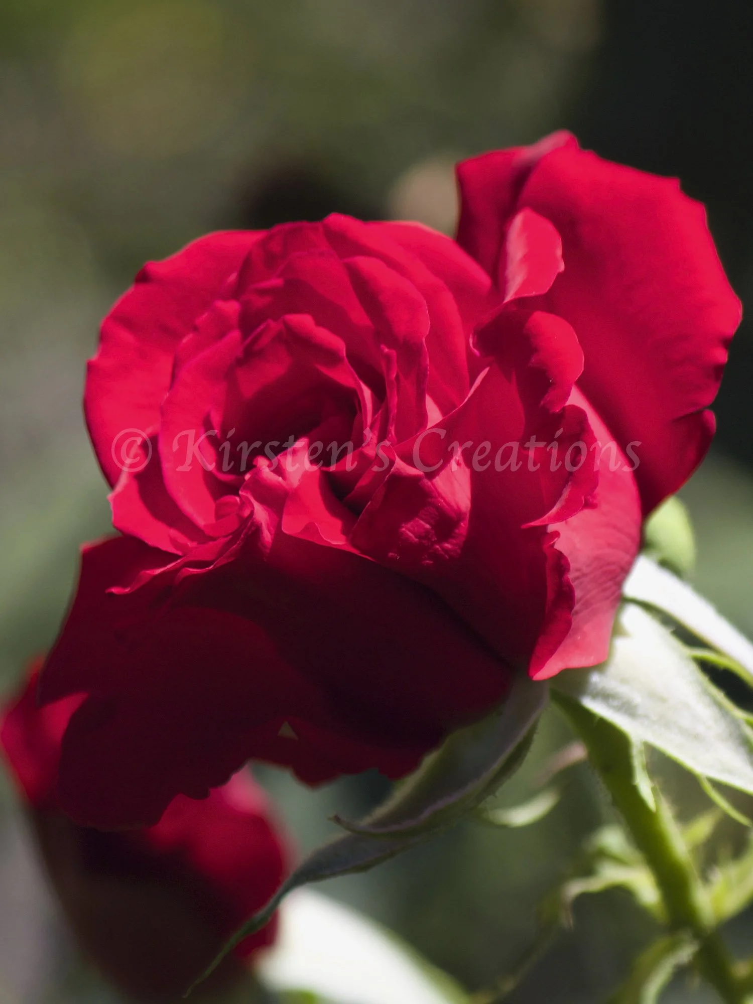 red-rose-angle.jpg