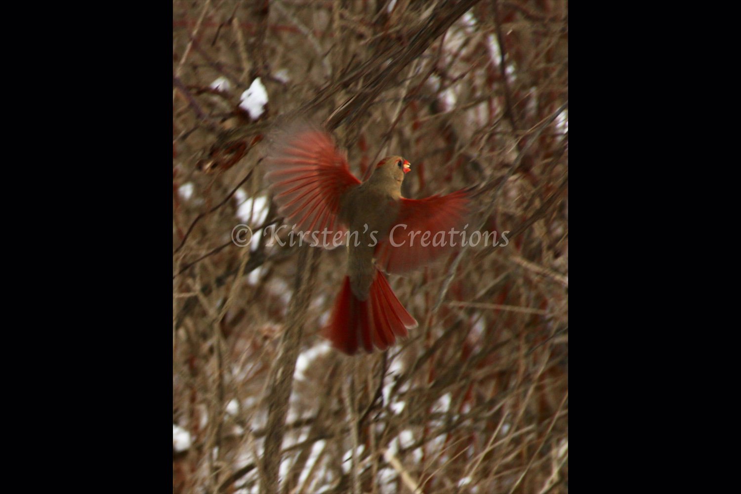 female-northern-cardinal-flight-2x3.jpg
