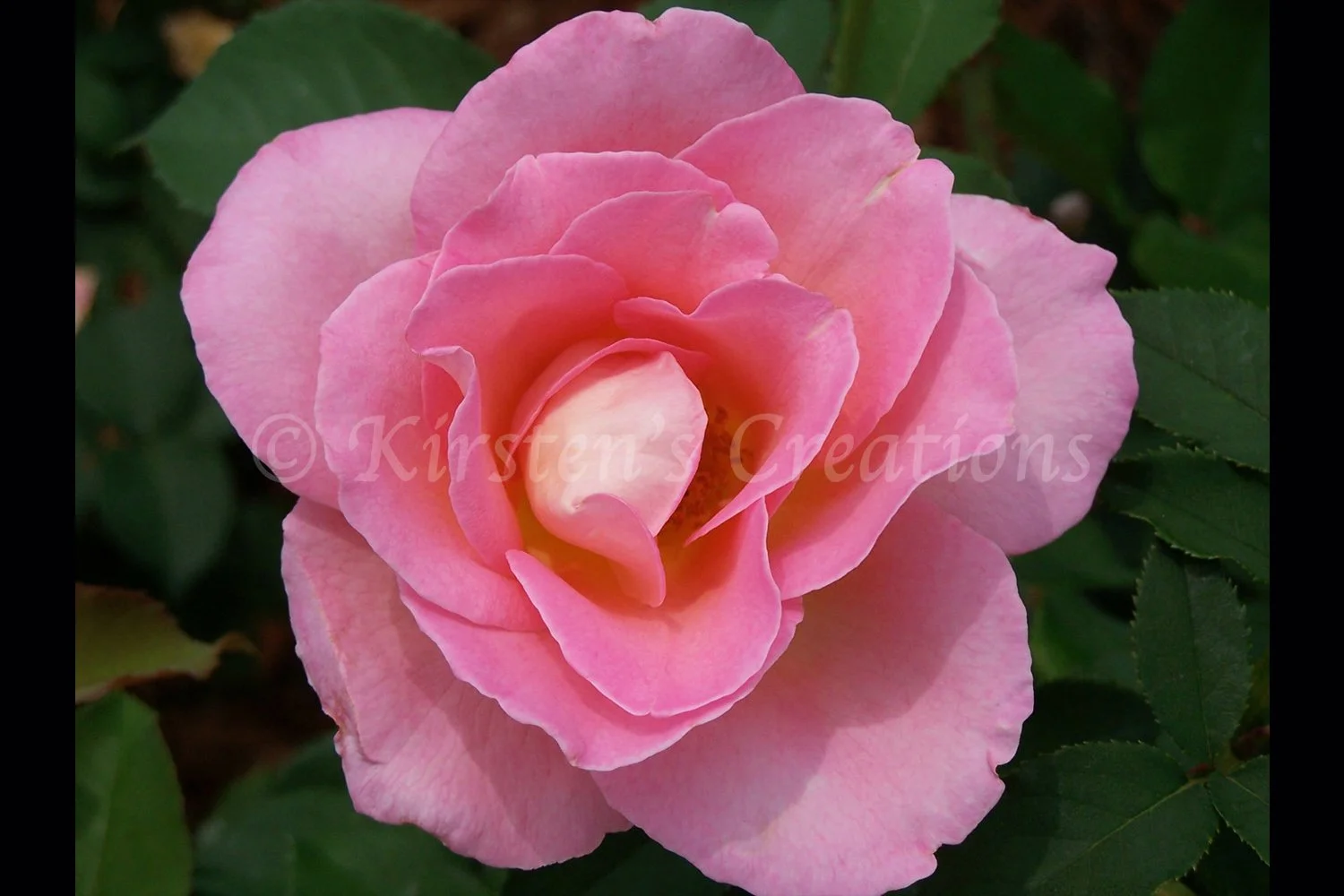 Soft Pink Rose
