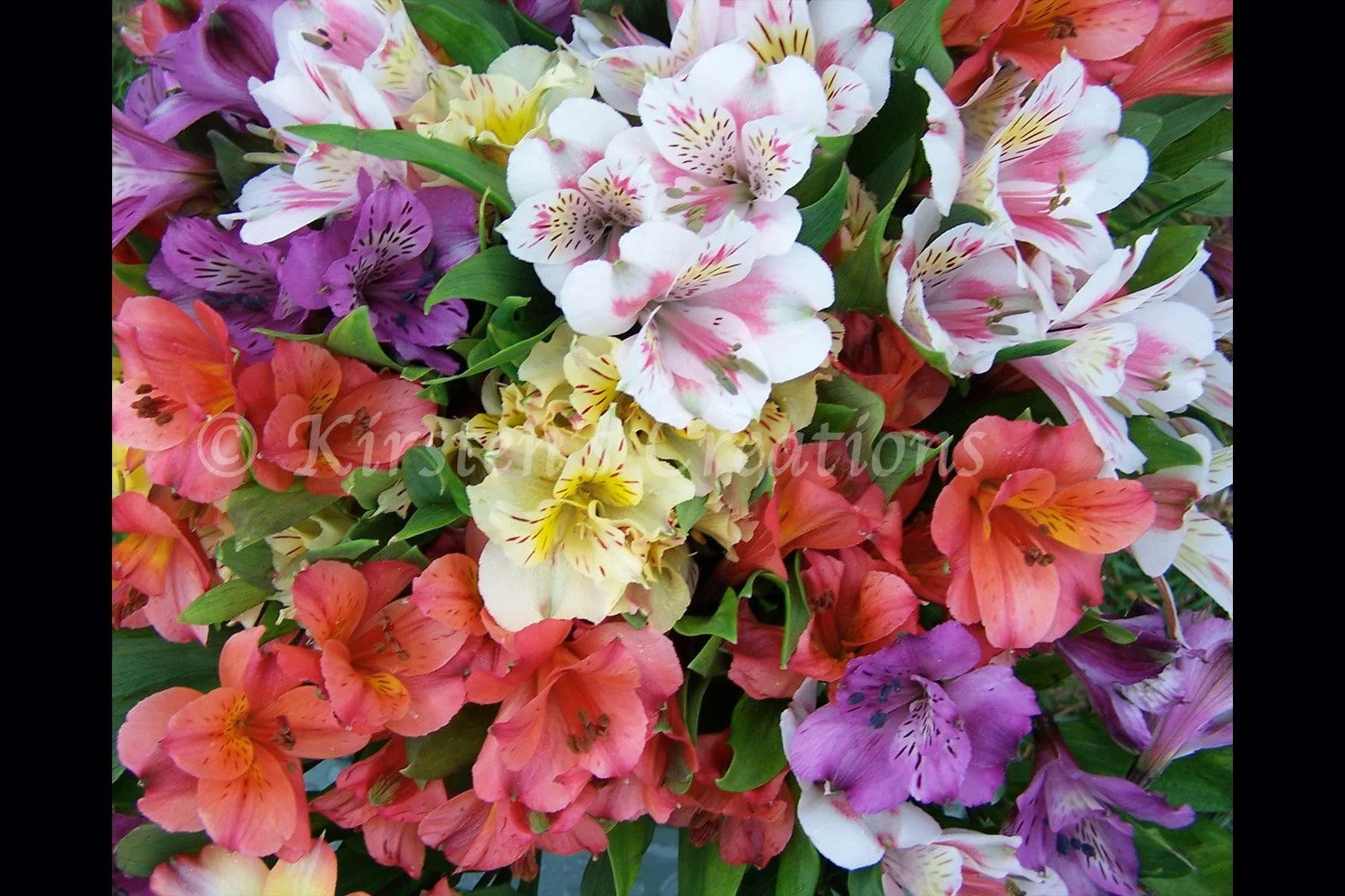 Peruvian Lilies