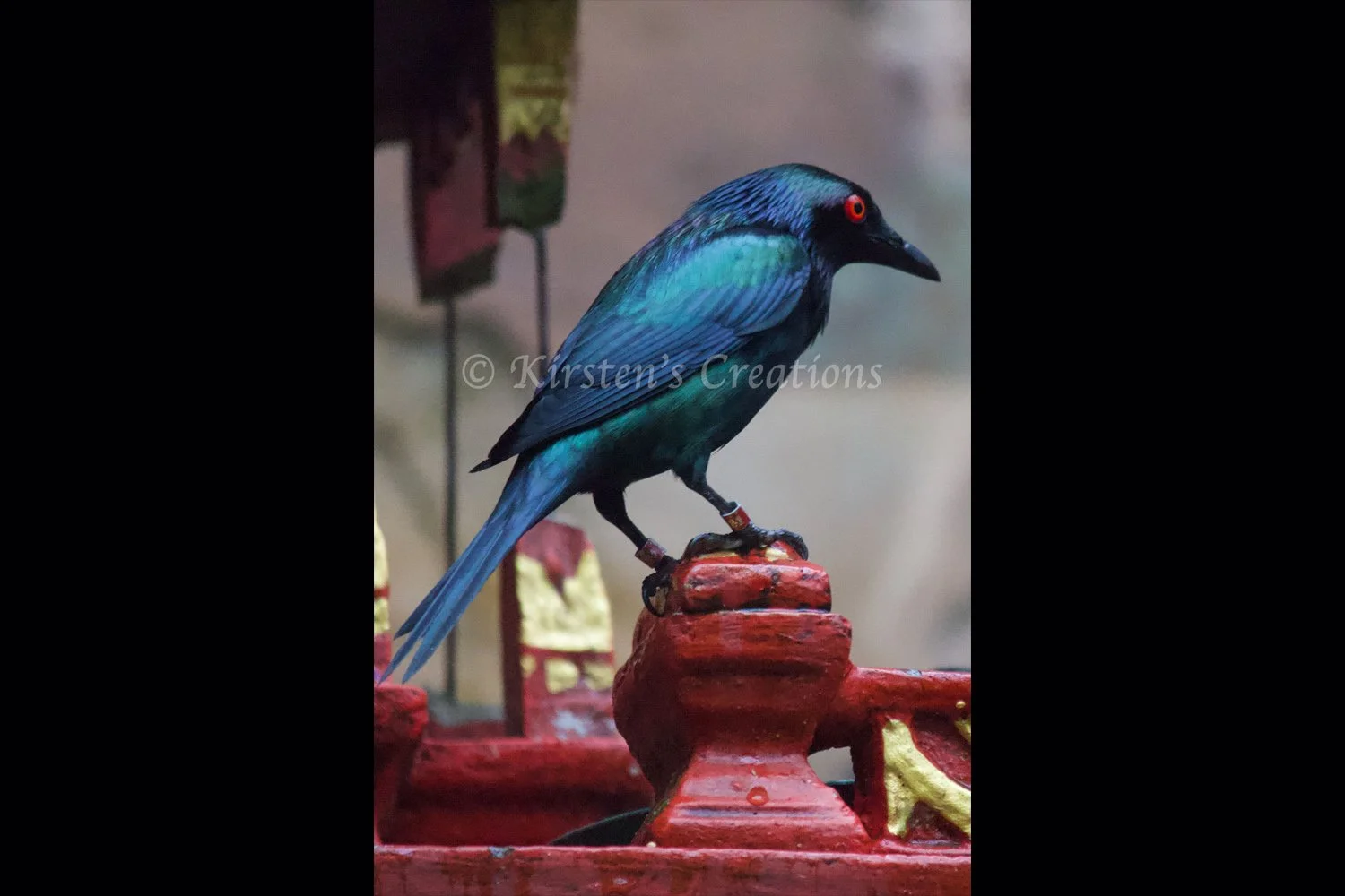 metallic-starling-2x3.jpg