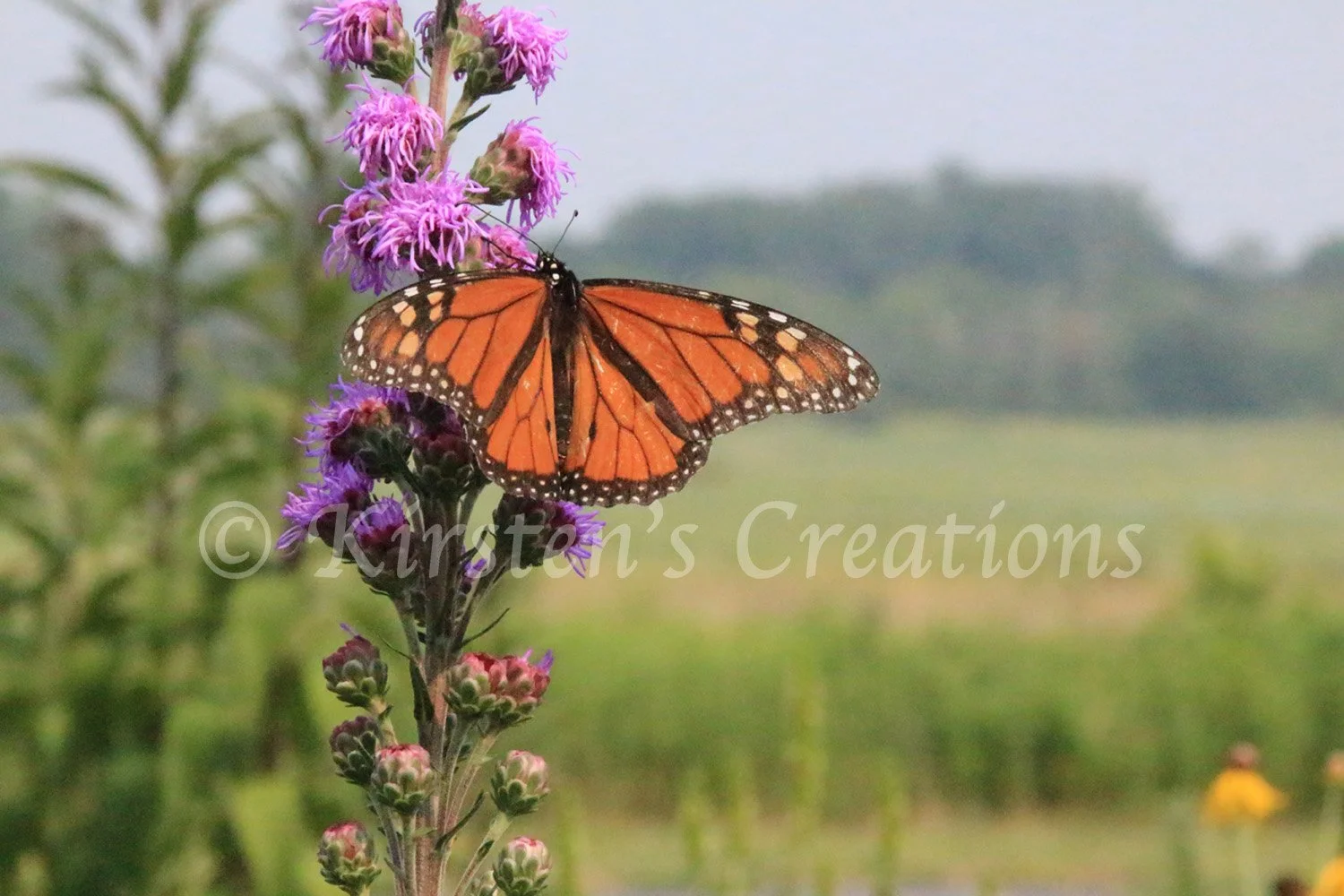 monarch-iroquois.jpg