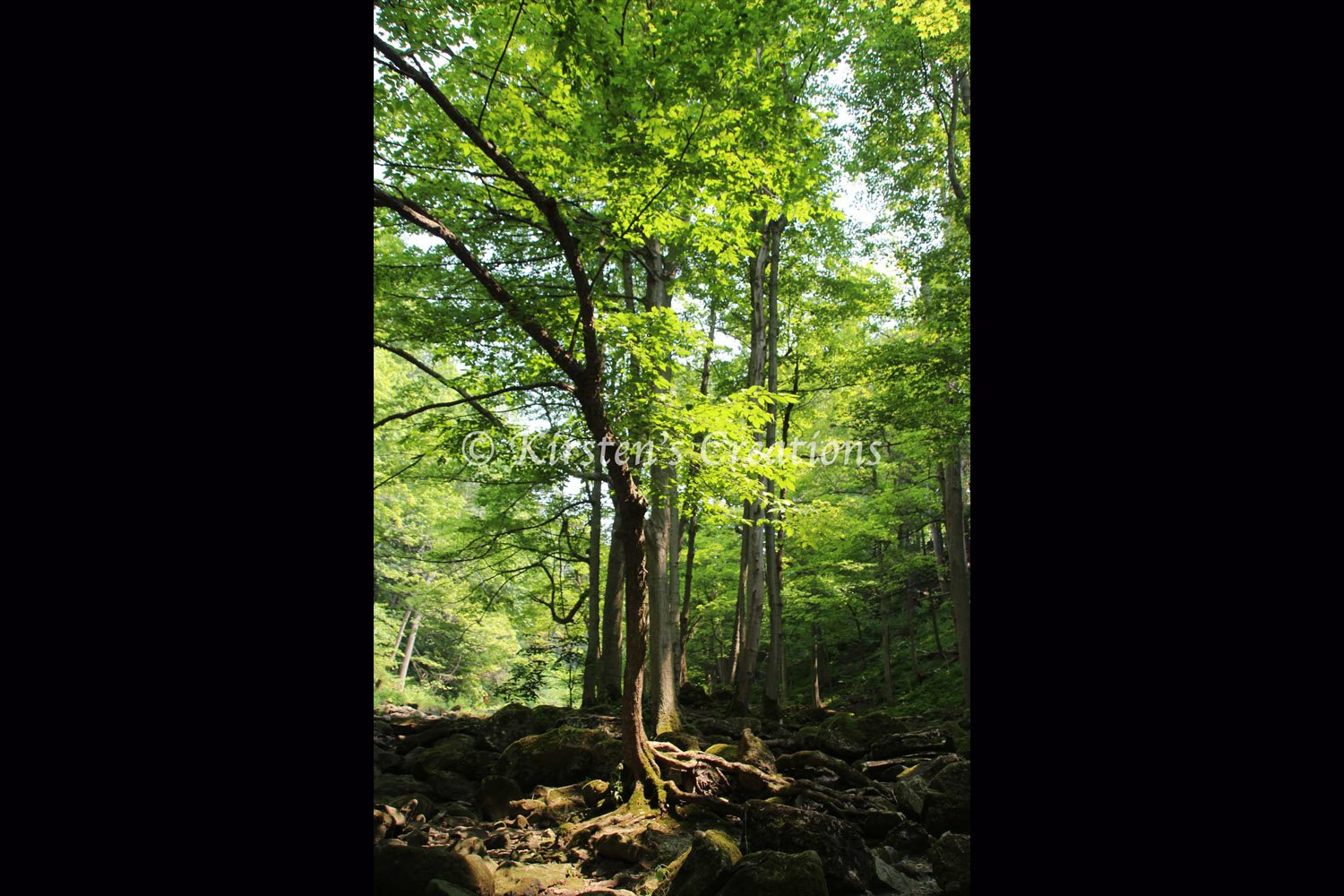 roots-of-sunshine-2x3.jpg