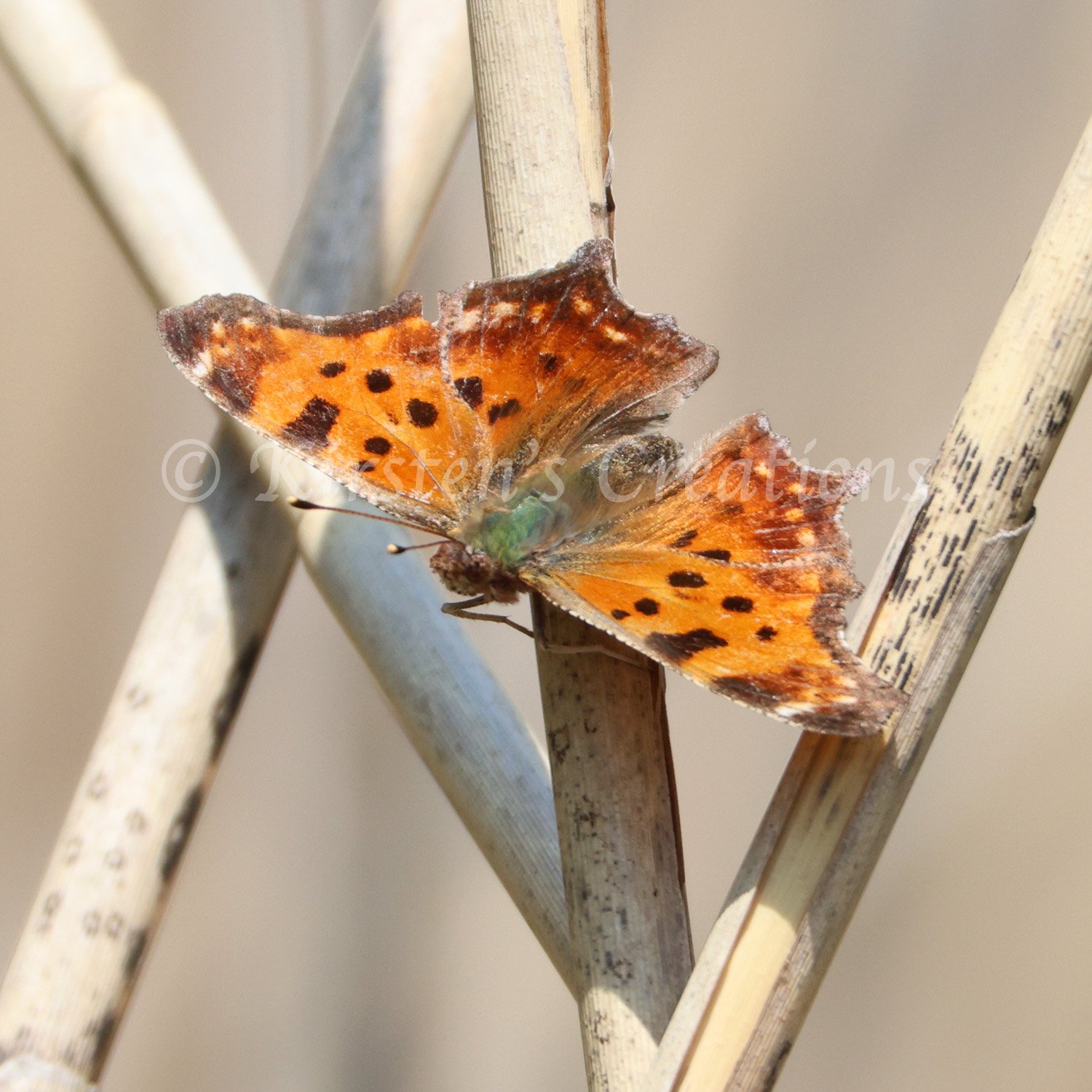 polygonia-comma.jpg