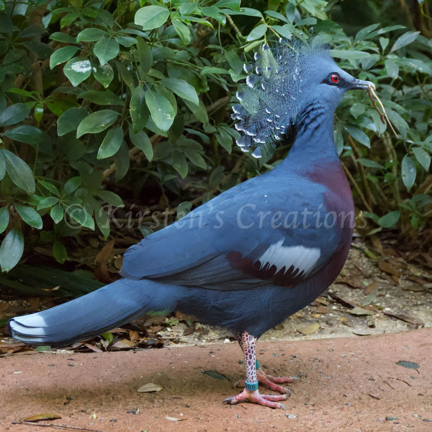 Victoria Vrowned Pigeon