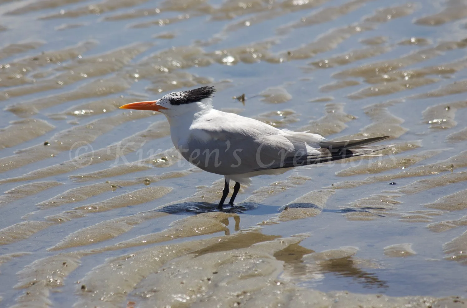 royal-tern.jpg