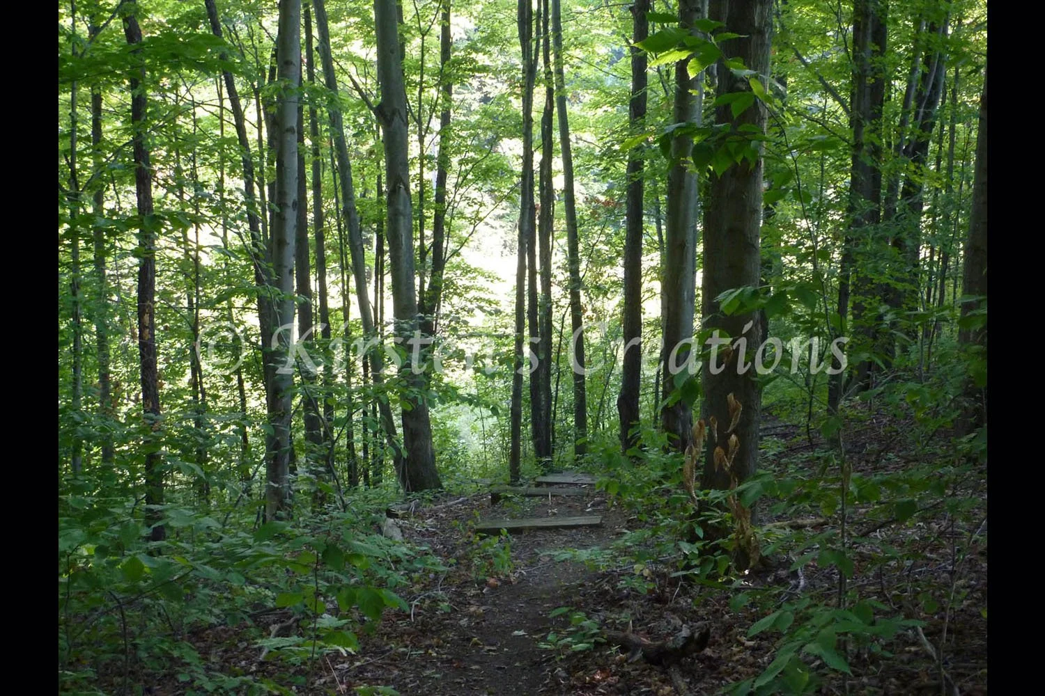 steps-in-the-woods-2x3.jpg