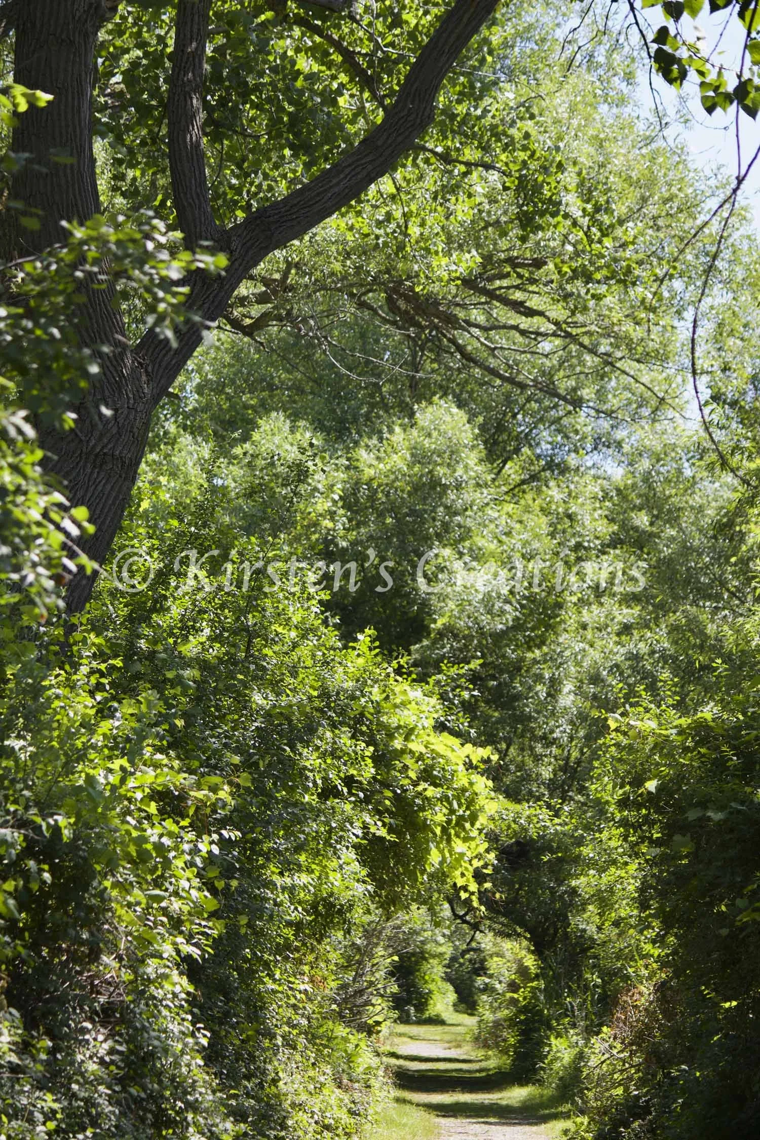 walkway-thru-tifft.jpg