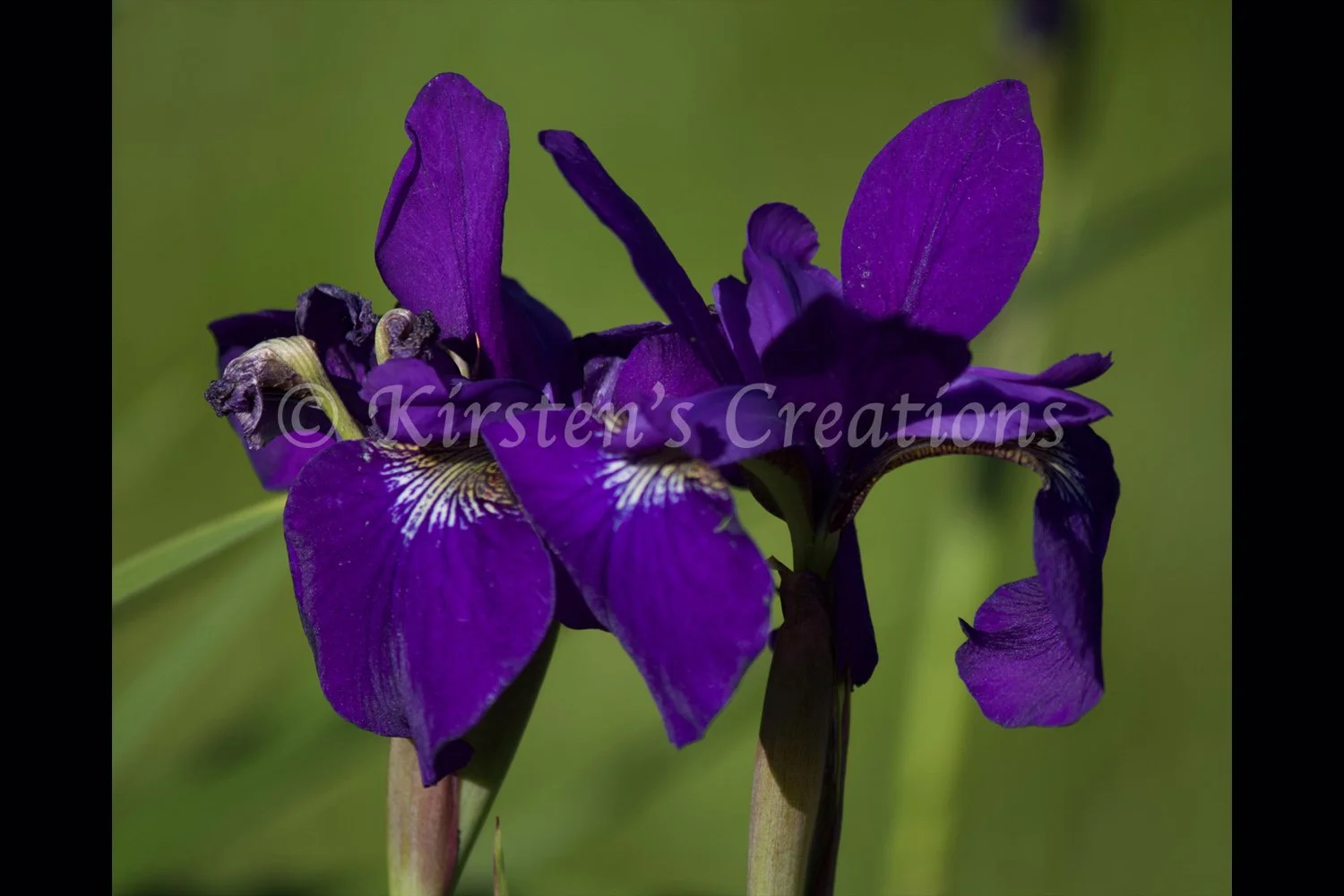 purple-iris-pair-2x3.jpg