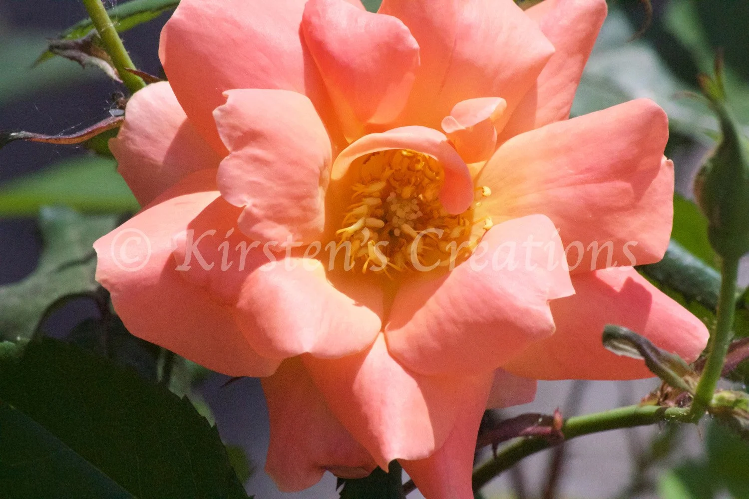 Peach Rose