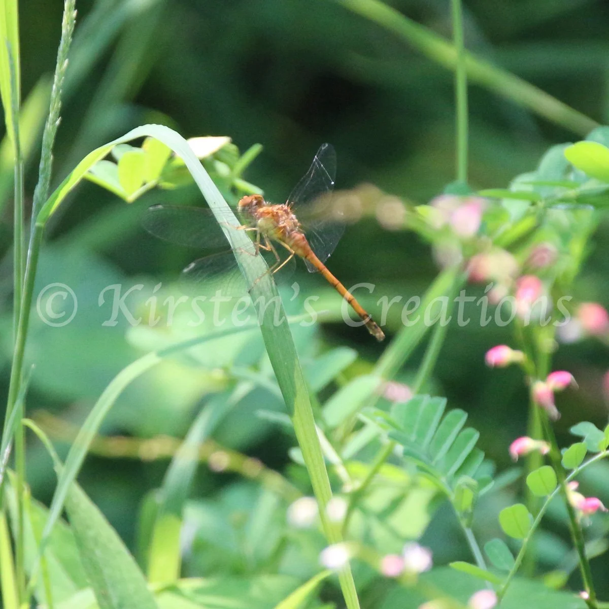 autumn-meadowhawk.jpg