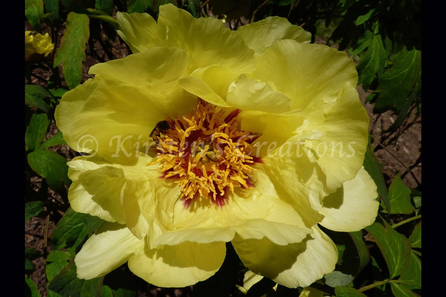 Yellow Peony