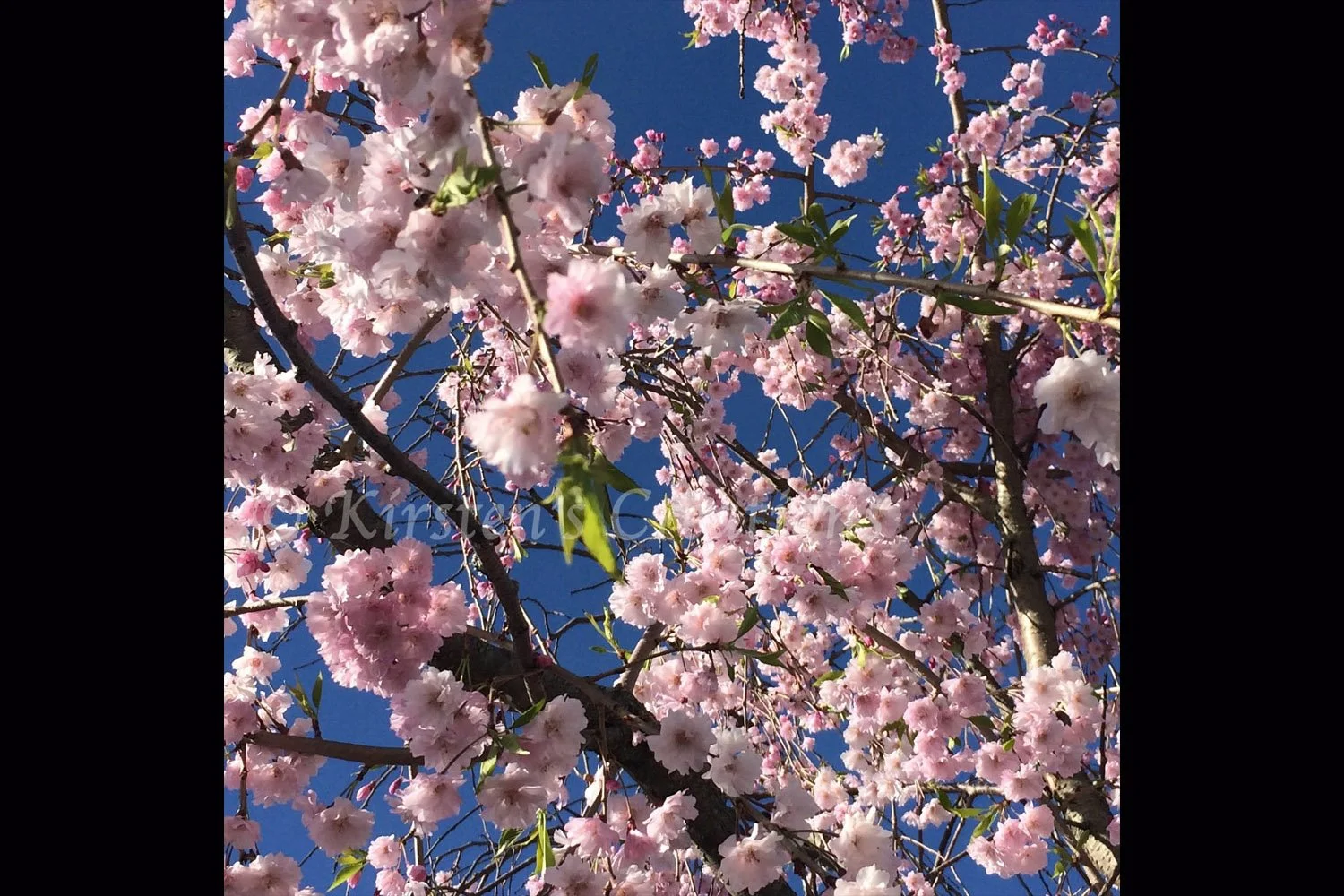 Cherry Blossoms