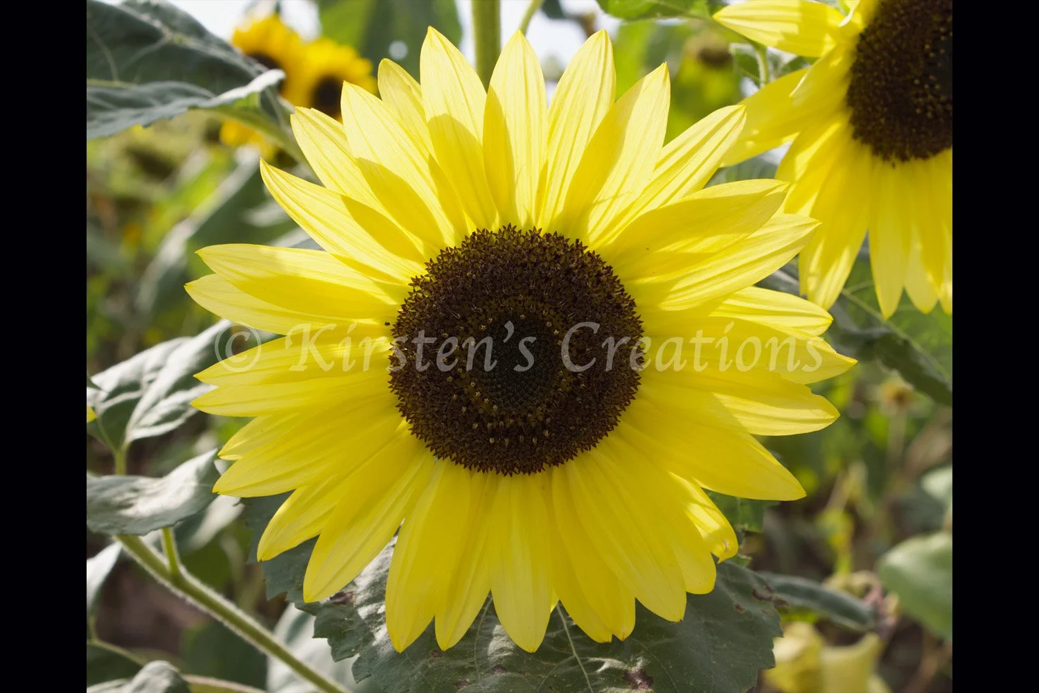 sun-thru-sunflower-2x3.jpg