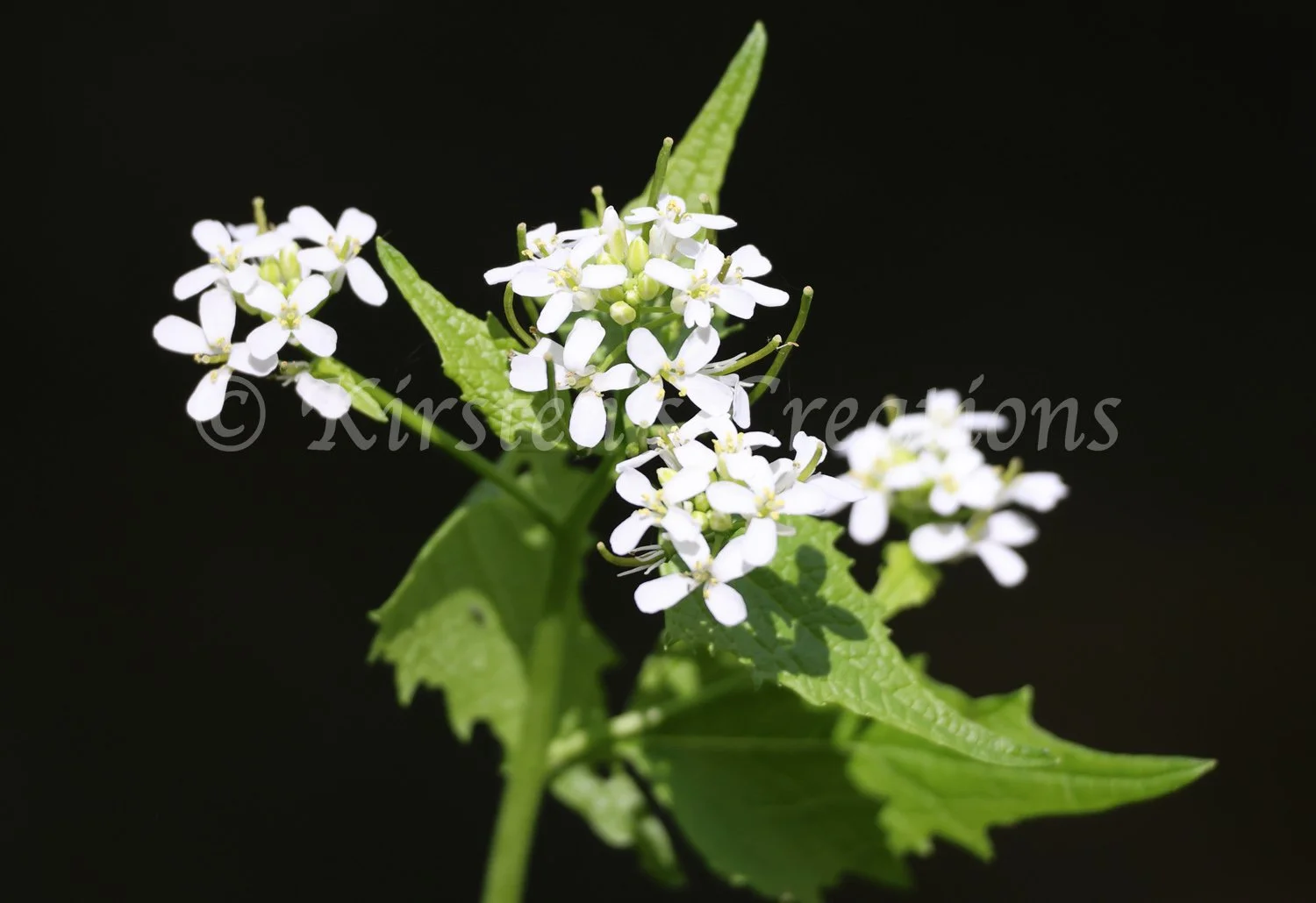 garlic-mustard.jpg