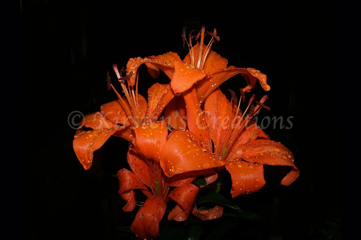 Lily in the Rain