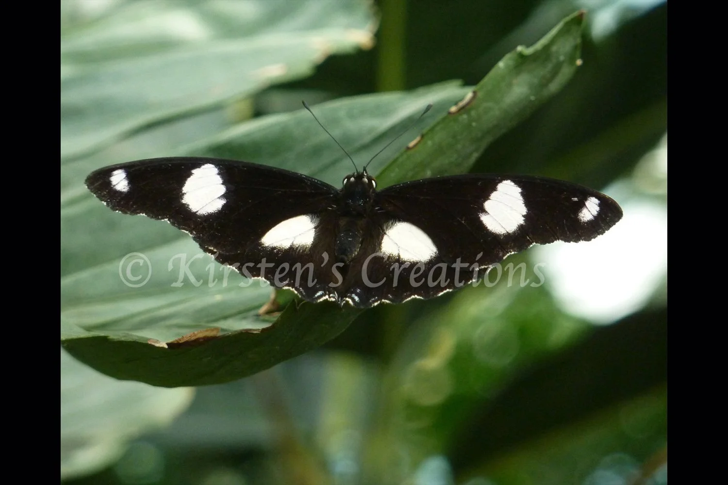 great-eggfly-butterfly-2x3.jpg