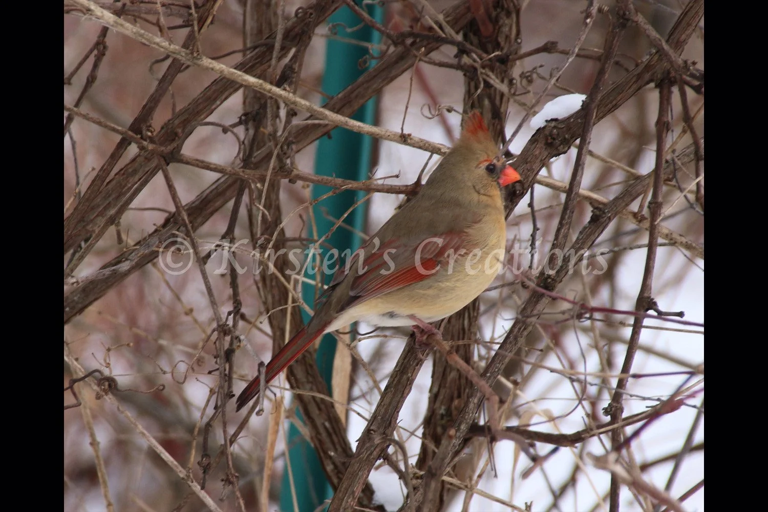 female-northern-cardinal-2x3.jpg
