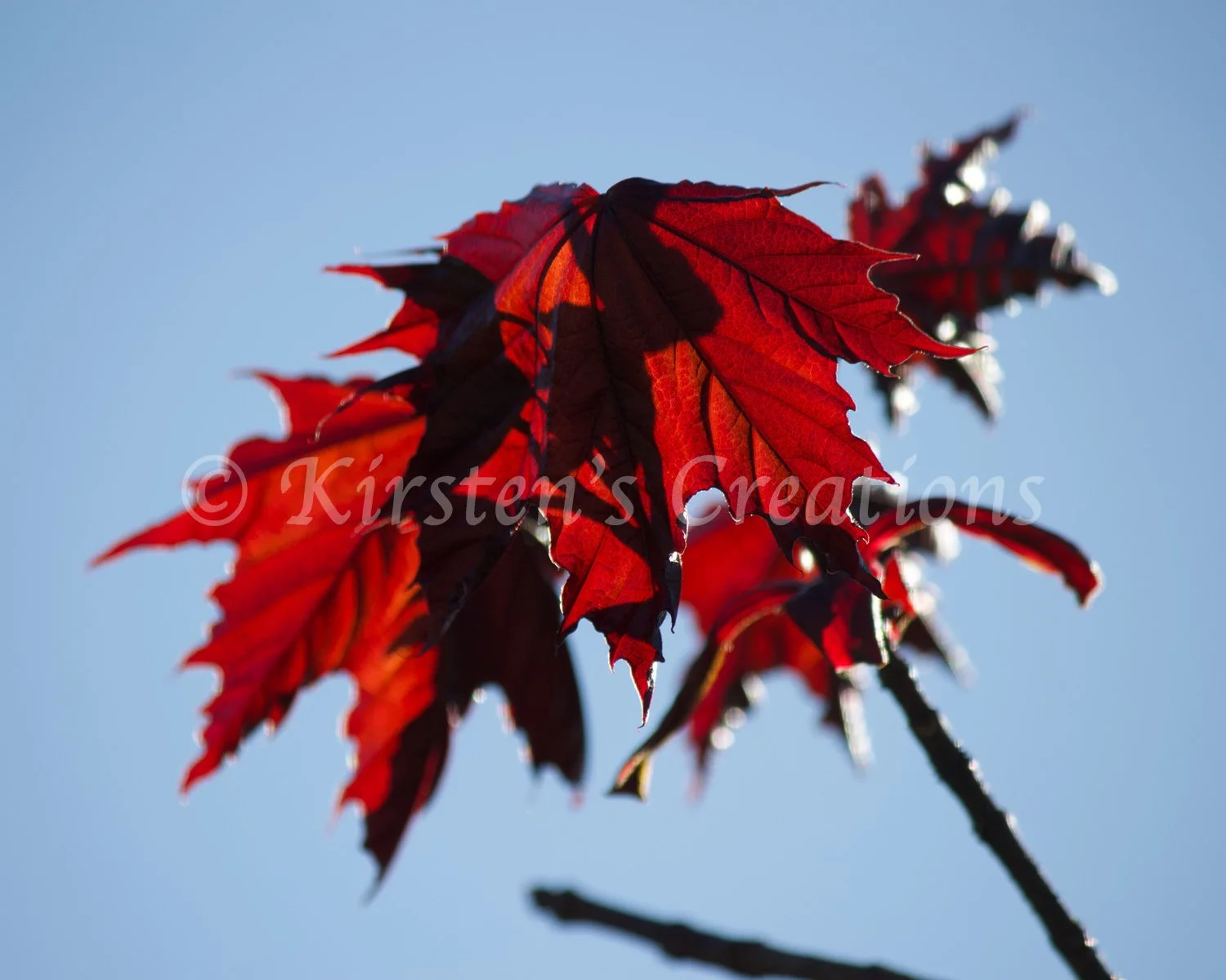 norway-maple-red.jpg