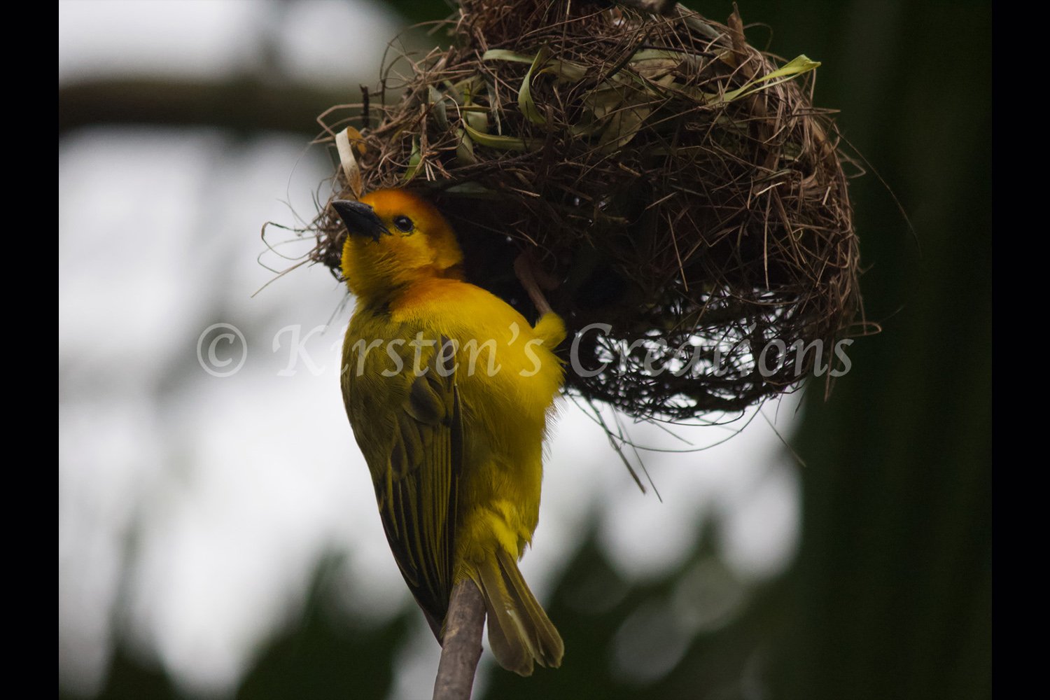 hanging-around-weaver-2x3.jpg