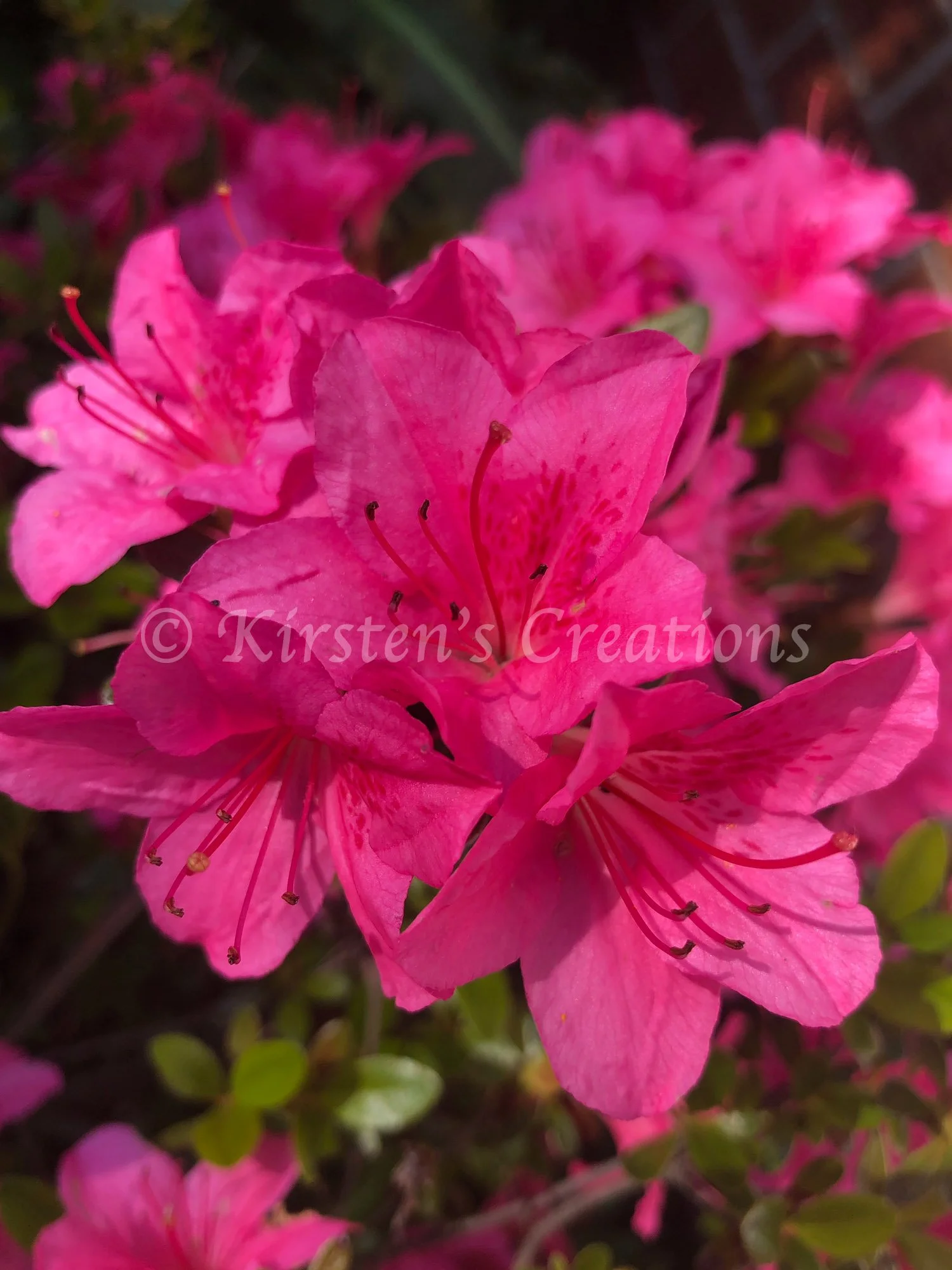 pink-azalea-tsutsusi.jpg