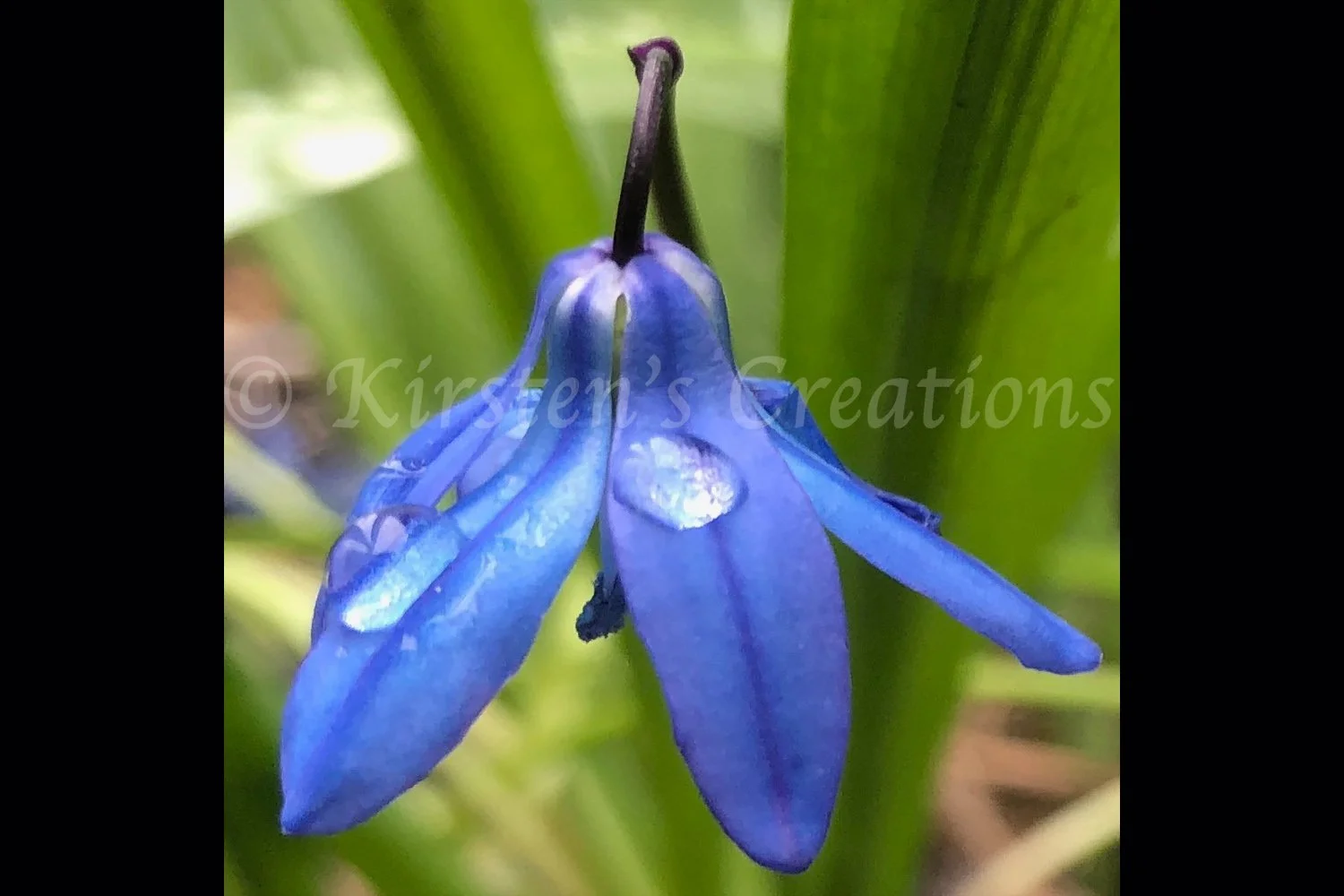 melancholy-blue-bell-2x3.jpg