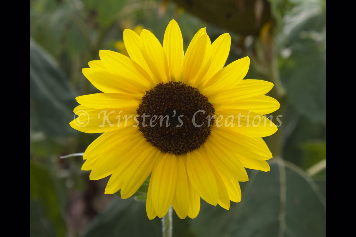 sunflower-dark-yellow-2x3.jpg
