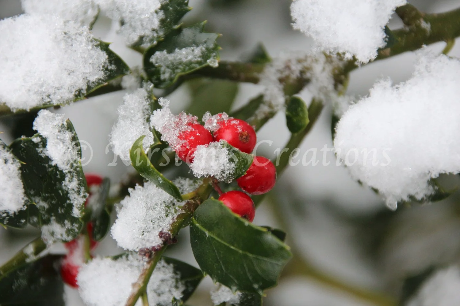 holly-in-the-snow.jpg