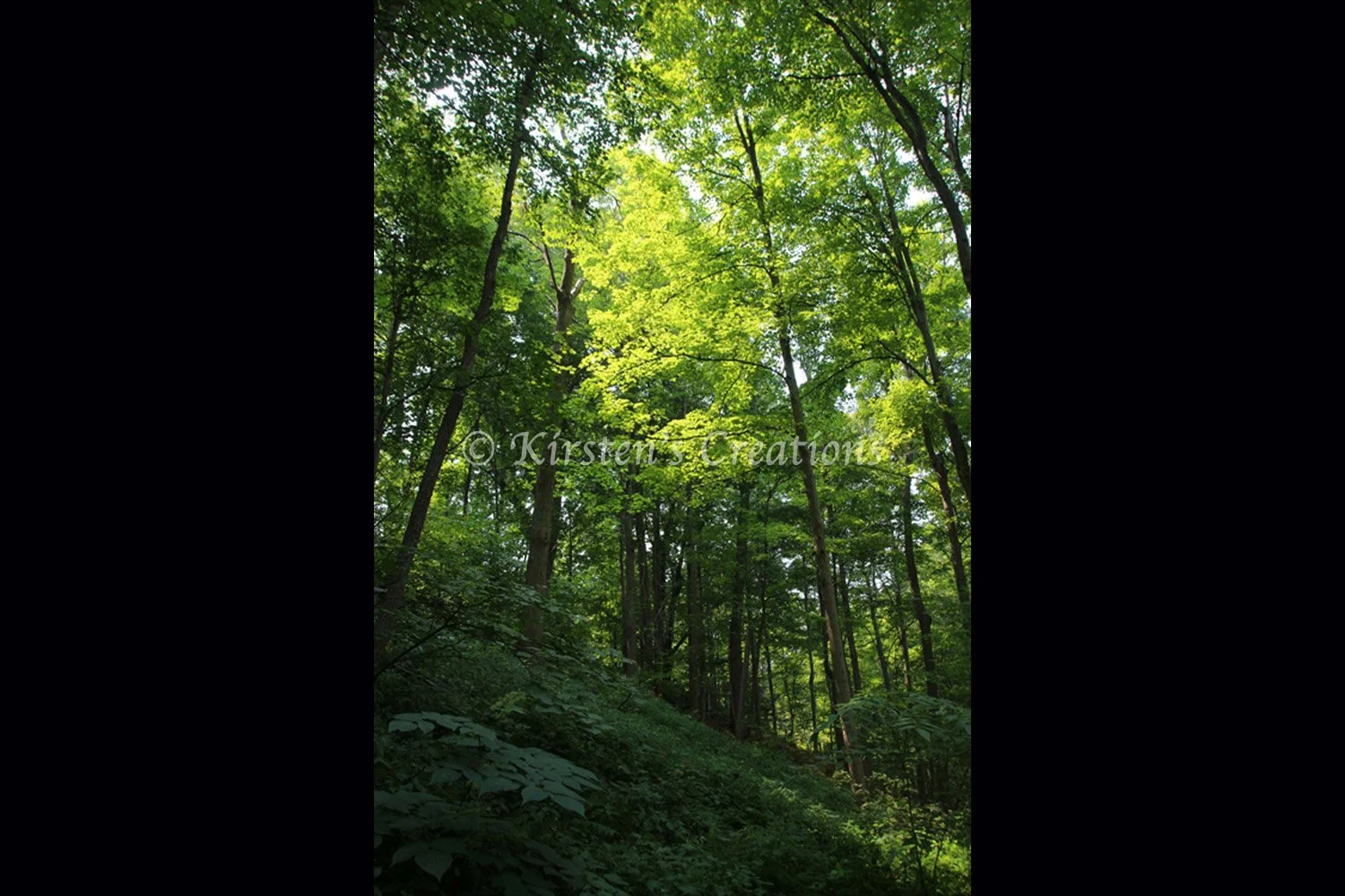 sun-on-the-treetops-2x3.jpg