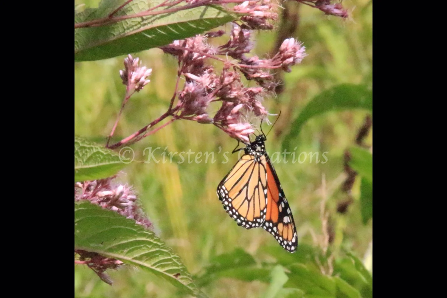 monarch-hanging-around-2x3.jpg
