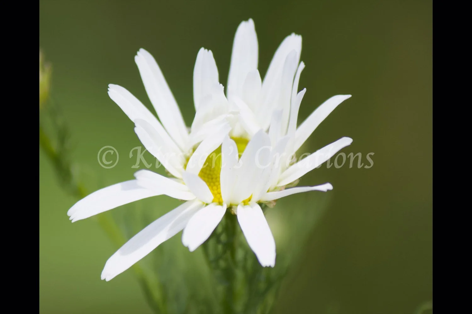 waking-daisy-2x3.jpg