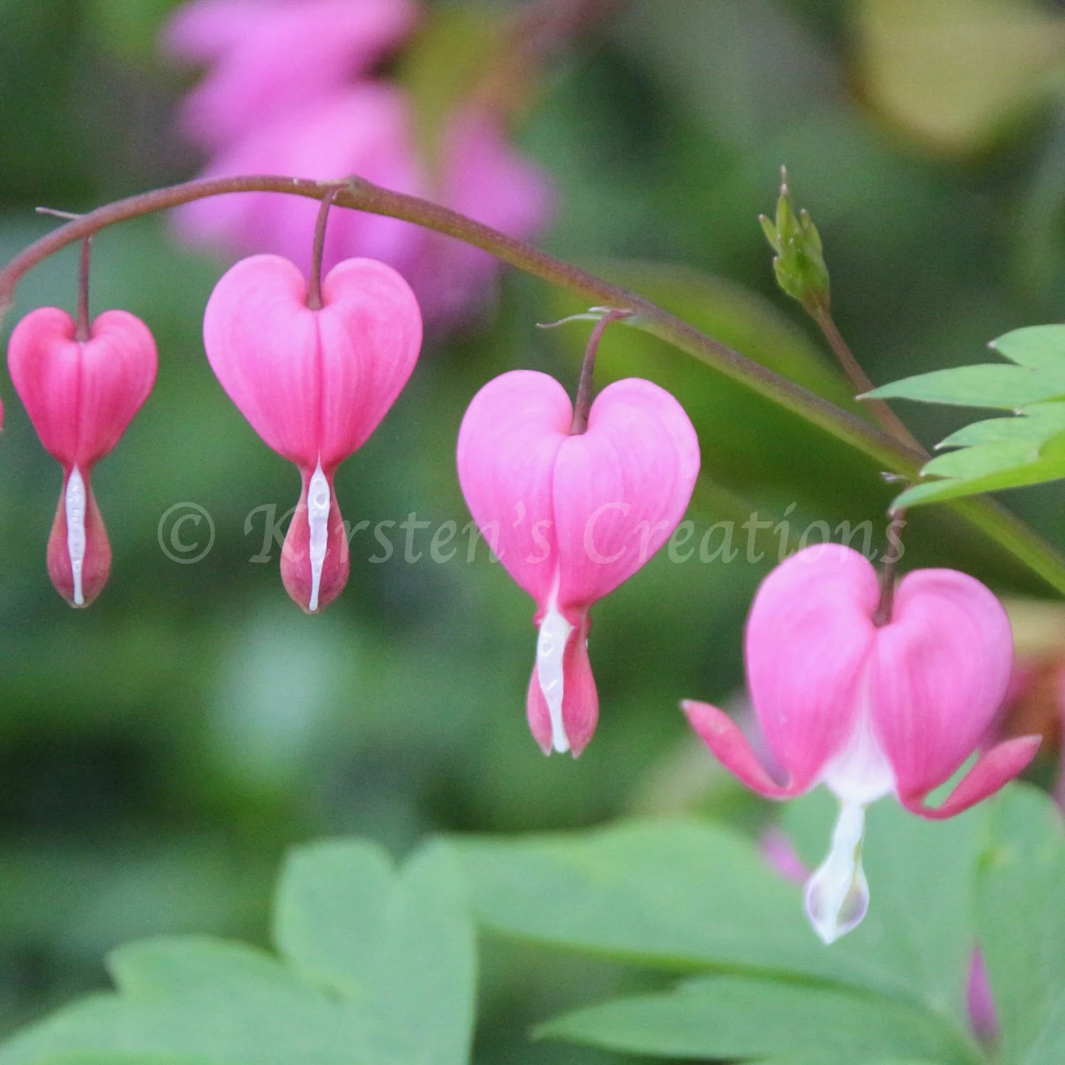 bleeding-heart-square.jpg