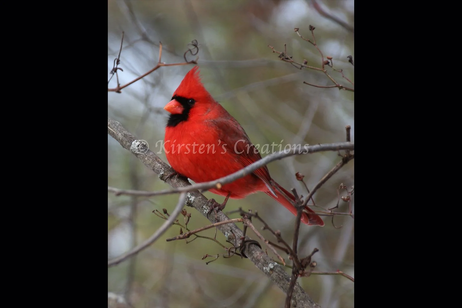 cardinal-watching-2x3.jpg
