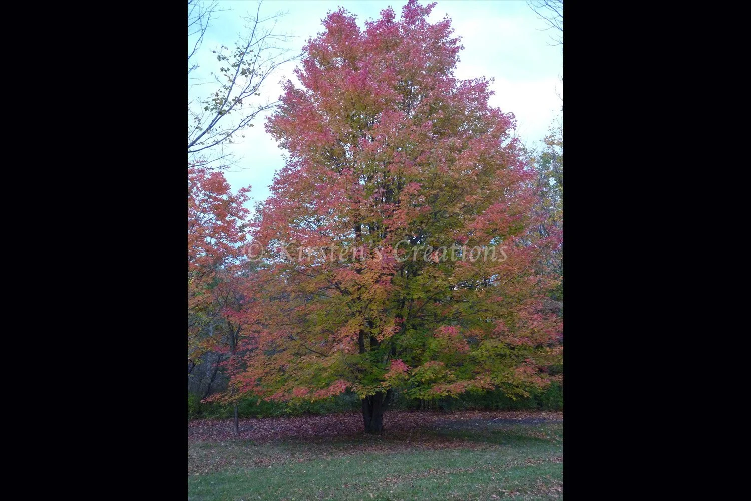 Fall Colors