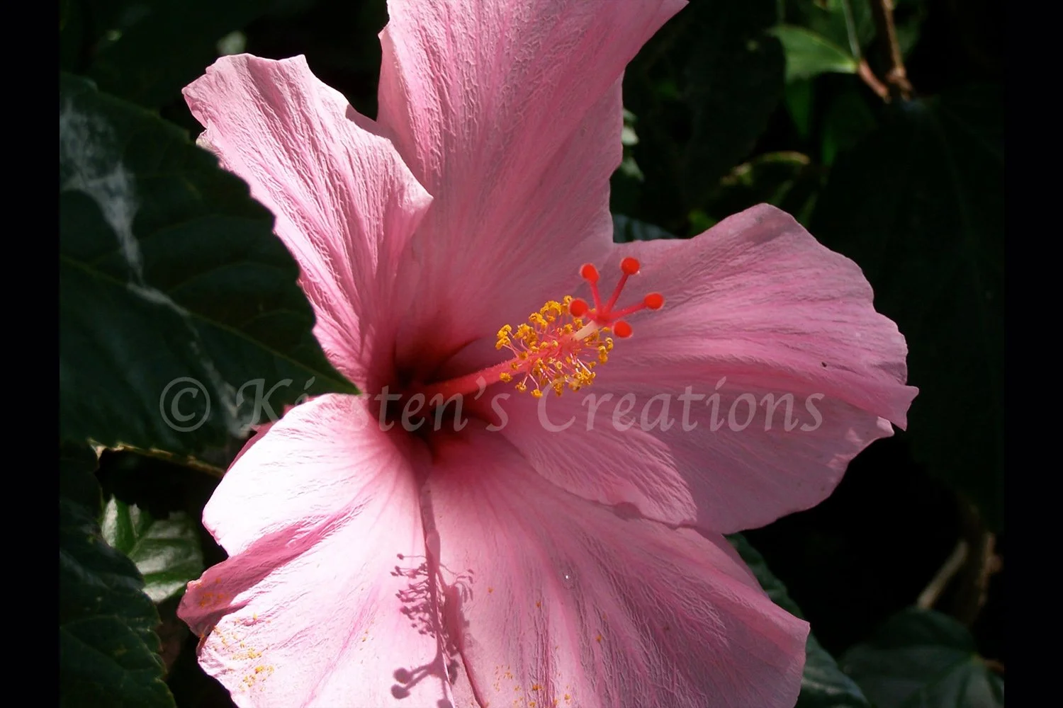 pink-hibiscus-2x3.jpg