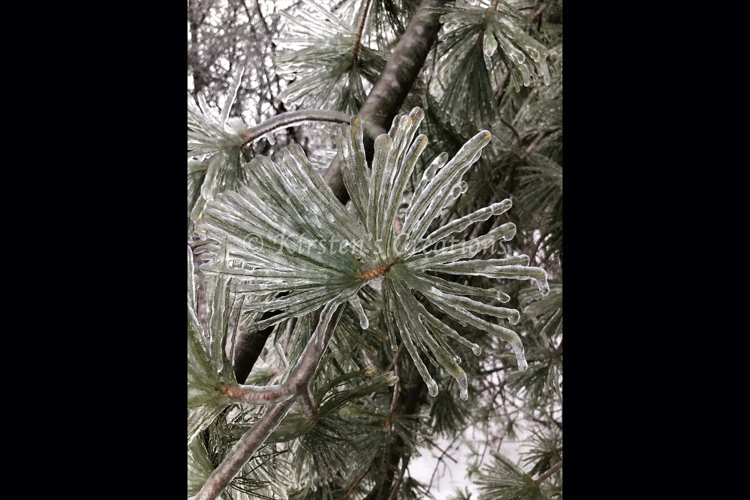 icy-pine-2x3.jpg